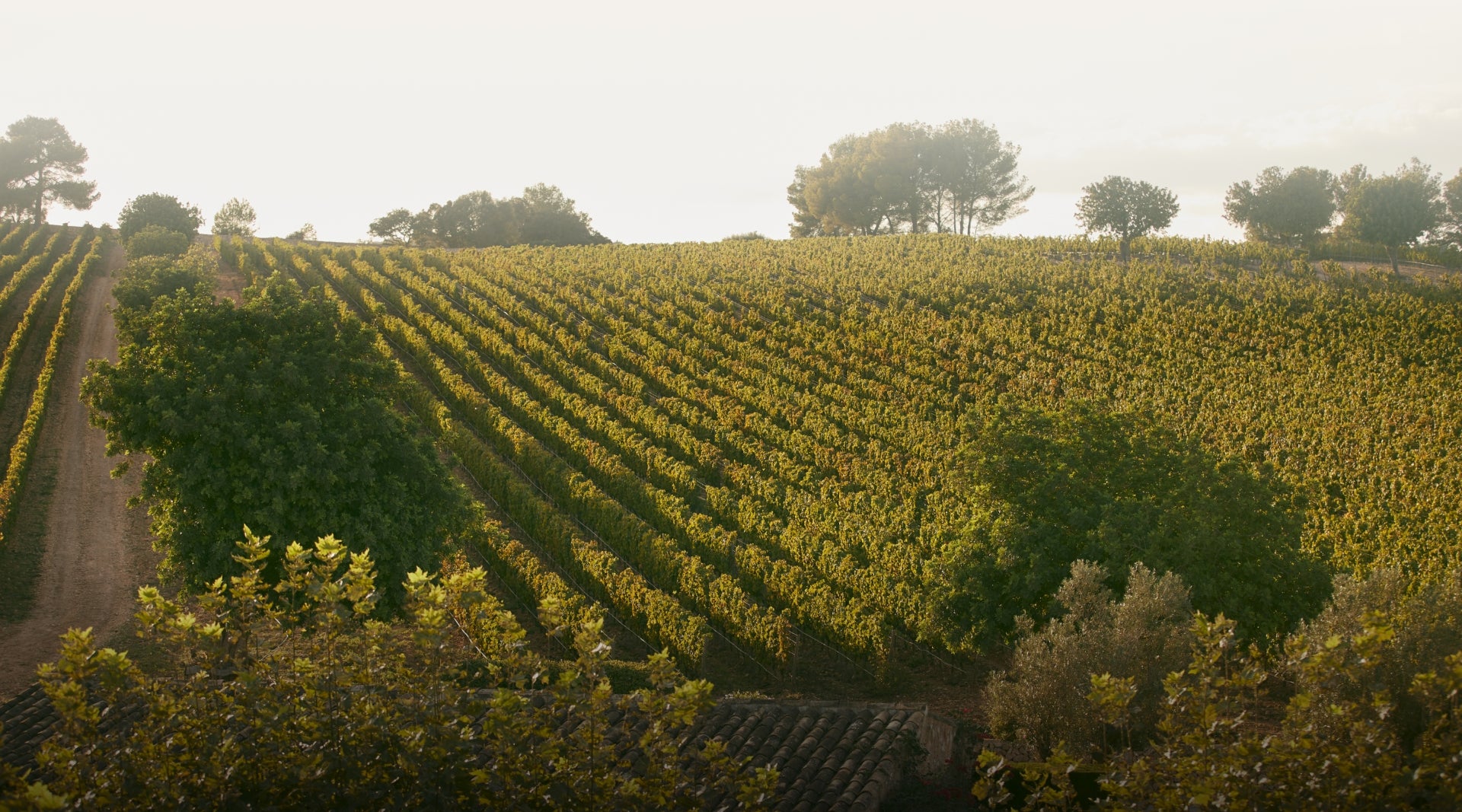 Kraftvolle Reben - der Weinberg