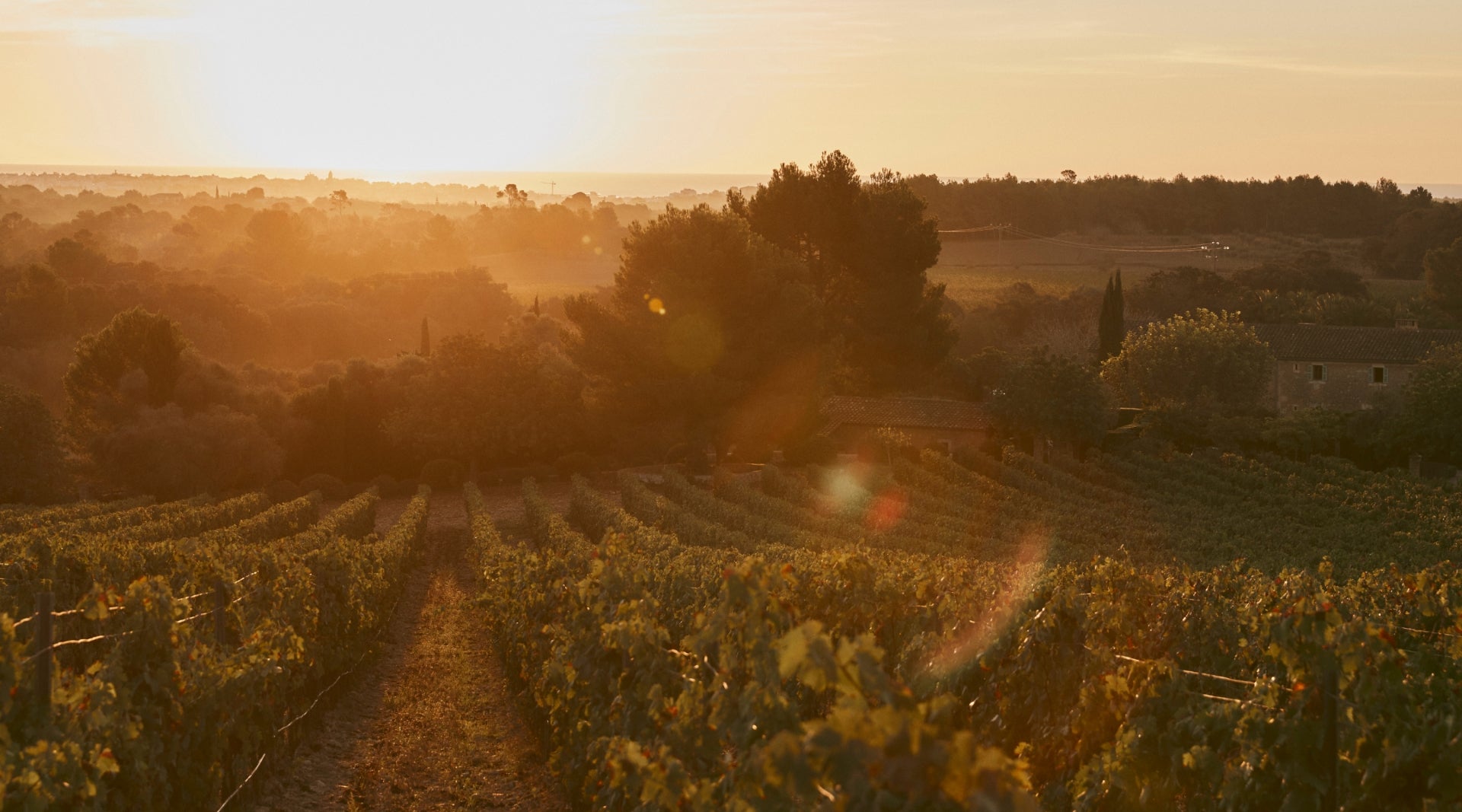 Das Terroir im Abendrot